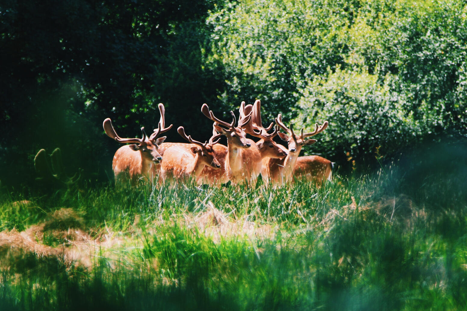 New Forest, England New Forest, England
