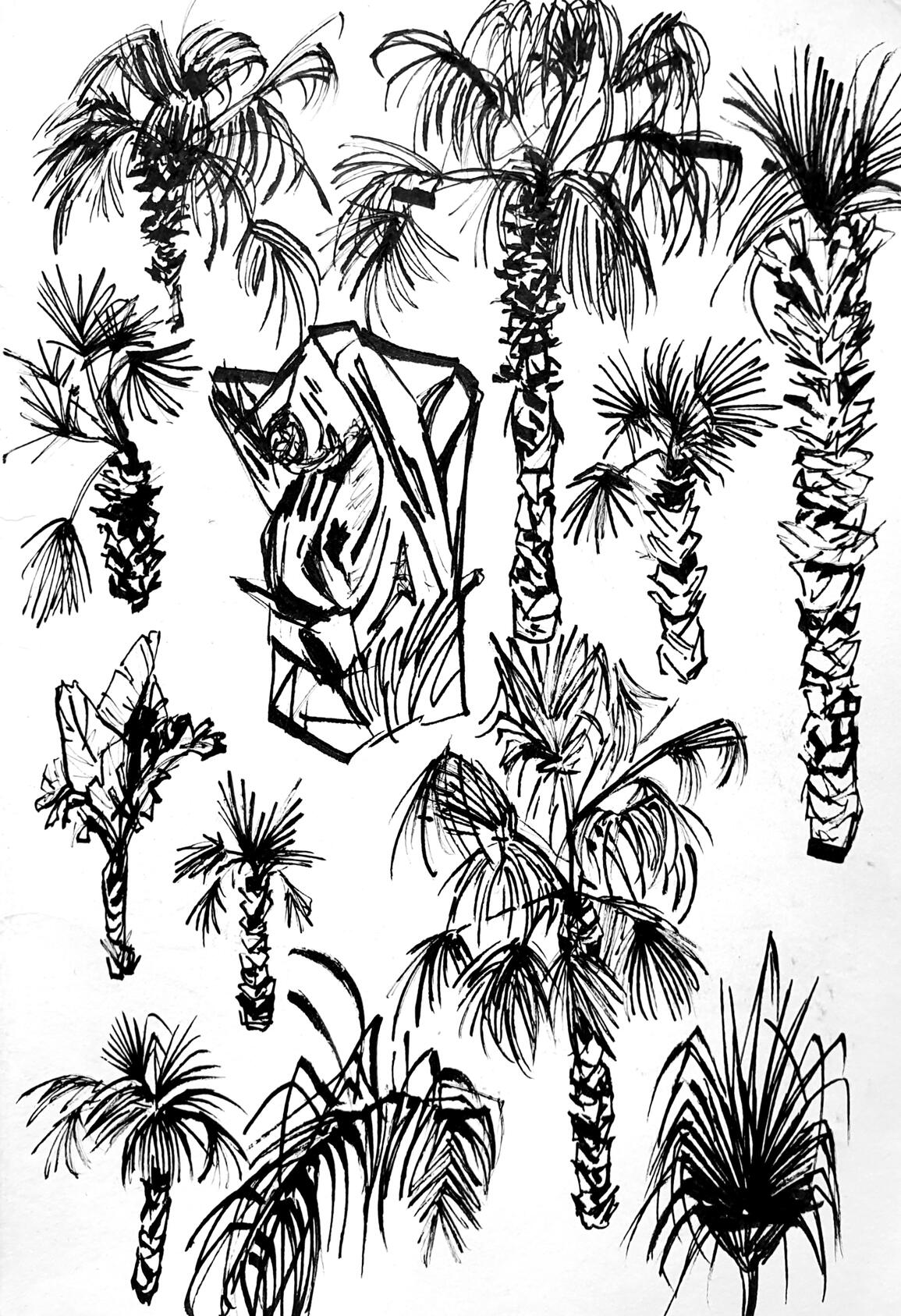 Palms of Mexico Palms of Mexico