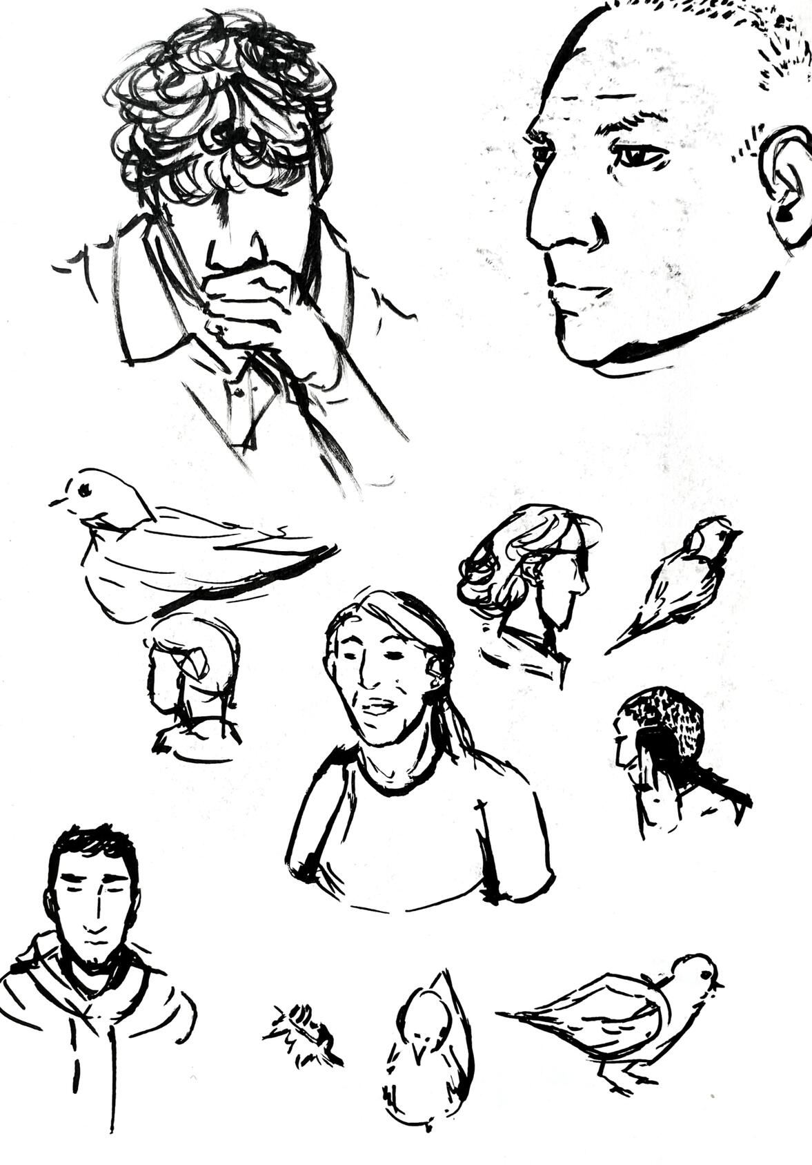 People and Pigeon Watching - England People and Pigeon Watching - England